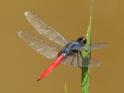 Planiplax sanguiniventris (Mexican Scarlet-tail) male-4.jpg